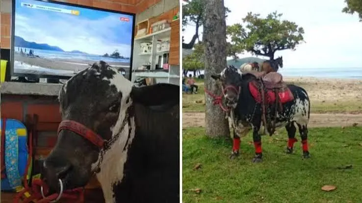Mini boi criado como pet tem quarto, assiste televisão e passeia de coleira em Caraguatatuba
