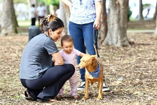 Feira de Adoção aproxima animais resgatados de novos tutores em São José dos Campos