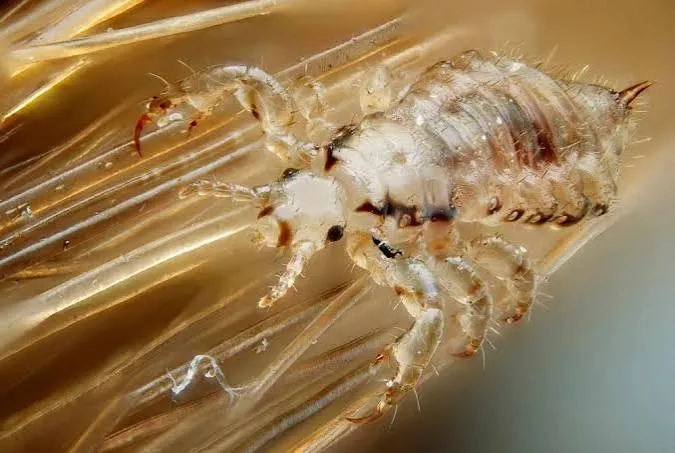 Infestação por piolhos pode começar com apenas uma fêmea e gerar nova população em três semanas