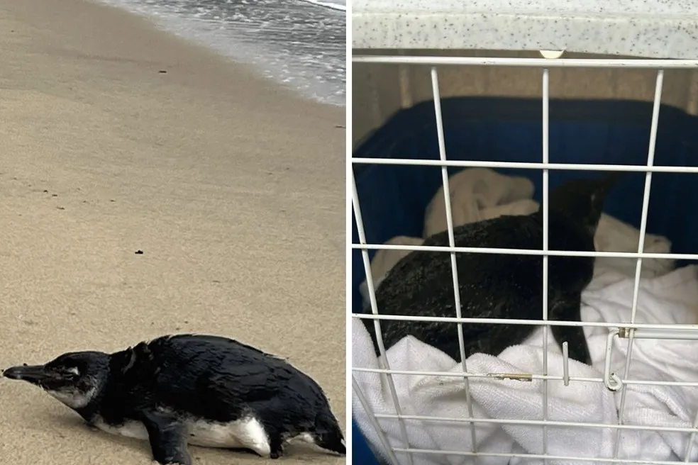 Pinguim é encontrado encalhado em praia de Ilhabela e levado para tratamento