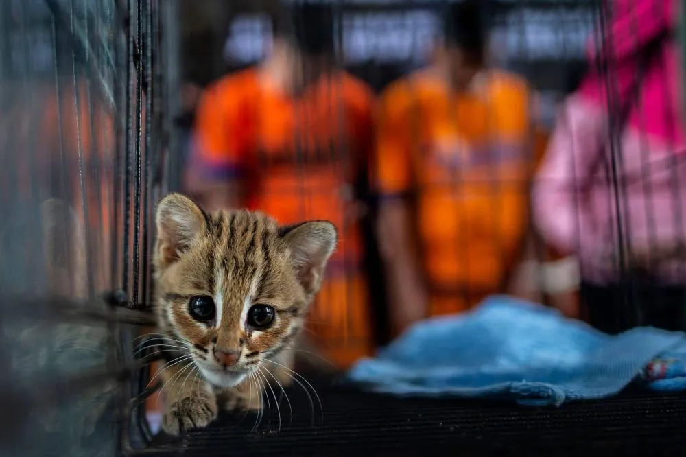 Tráfico de animais e plantas ganha escala com anúncios em plataformas digitais