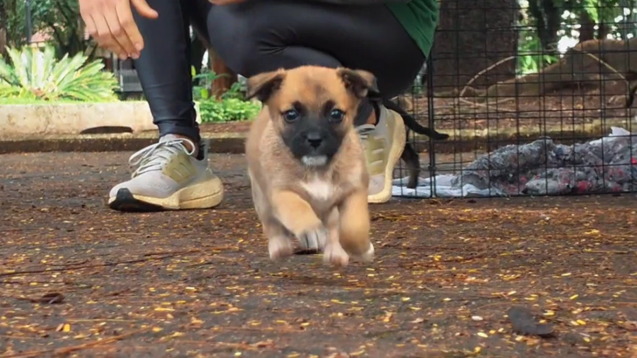 Taubaté realiza feira de adoção de animais neste sábado