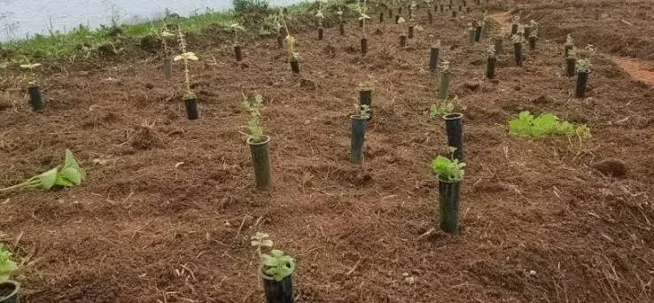 Moradores do Bela Vista participam de segundo plantio do Jardim Aromático em Pindamonhangaba