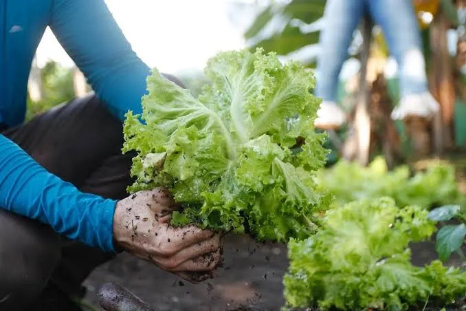 Alimenta Mais Primeira Infância amplia ações de segurança alimentar em Taubaté