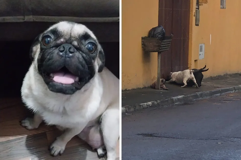 Cadela pug morre após ser atacada por três pitbulls pelo portão de casa em Caraguatatuba