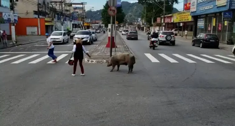 Porco de grande porte é flagrado caminhando entre carros e cães em rua do interior de SP