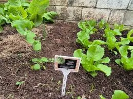 Hortas de UBSs recebem curso de olericultura agroecológica em São José dos Campos