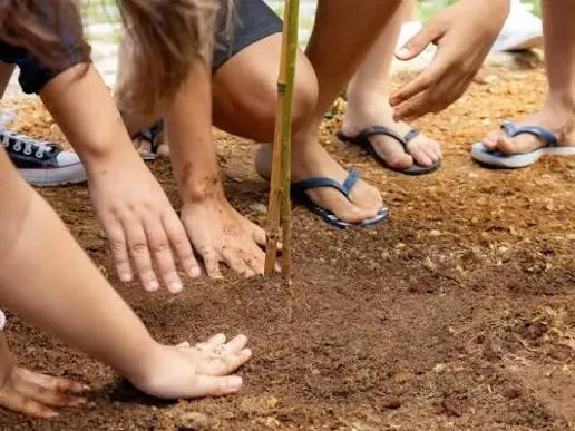 São Sebastião amplia arborização com plantio de espécies nativas na Vila Amélia