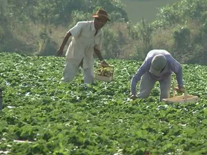 Produtores de Atibaia perdem até 80% da colheita de morangos após sequência de chuvas