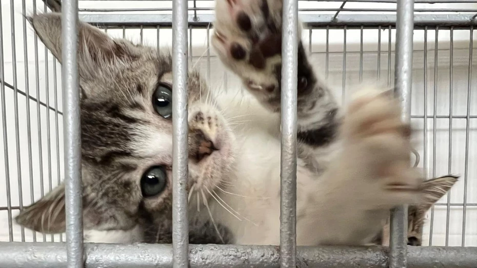 Taubaté realiza feira de adoção de animais nesta sexta-feira na Praça Santa Terezinha