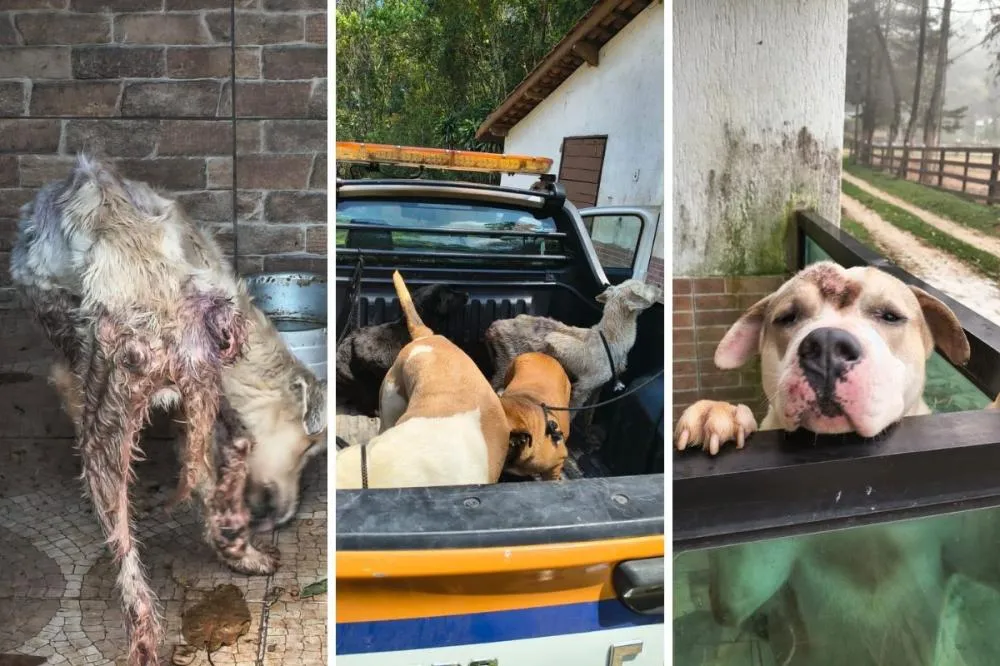 Caseiro é preso suspeito de maus-tratos contra animais em sítio de Nazaré Paulista