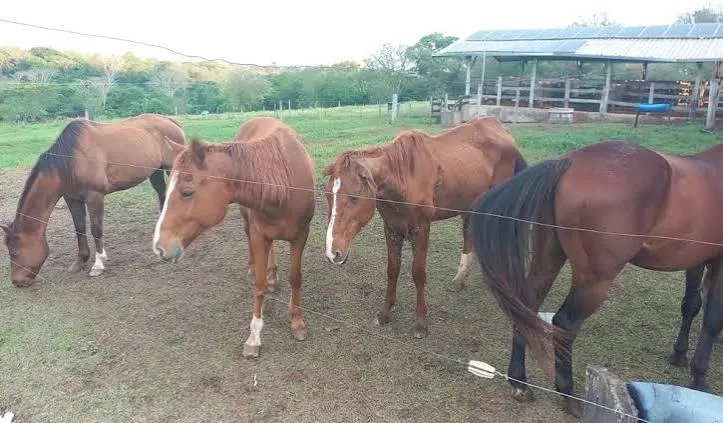 Proprietário é multado em R$ 18 mil após cavalos serem encontrados em situação de maus-tratos em Osvaldo Cruz