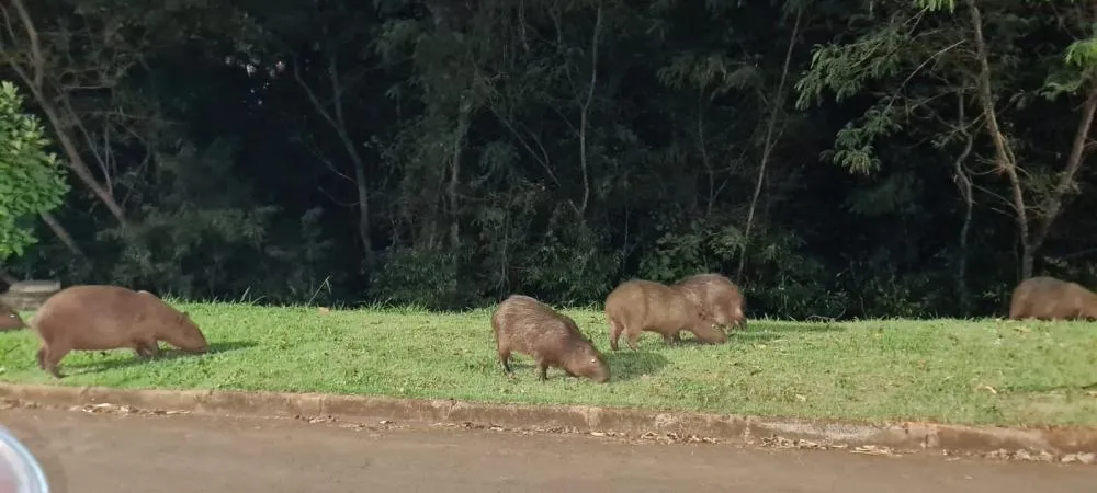 Grupo de capivaras chama atenção ao aparecer próximo a avenida em Jacareí