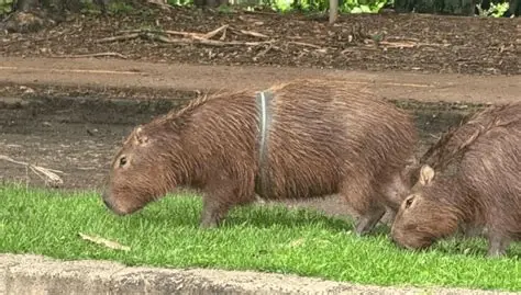 Capivara é resgatada após entrar em creche de Guaratinguetá