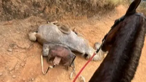 Ana Castela é condenada a pagar R$ 2 mil após chamar homem de criminoso em caso de cavalo mutilado em Bananal