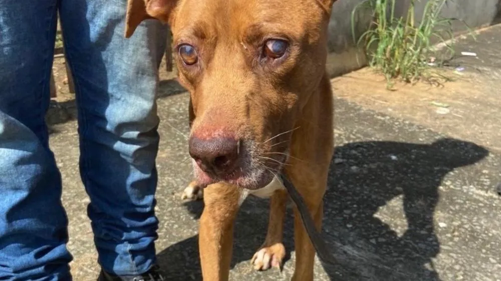 Mulher é presa por suspeita de maus-tratos a cachorro em Pindamonhangaba