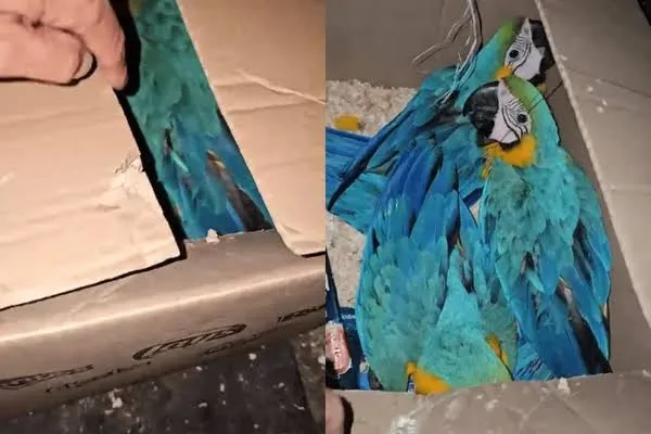 Quatro homens são presos com três araras-canindé amarradas dentro de caixa de papelão em Ubatuba