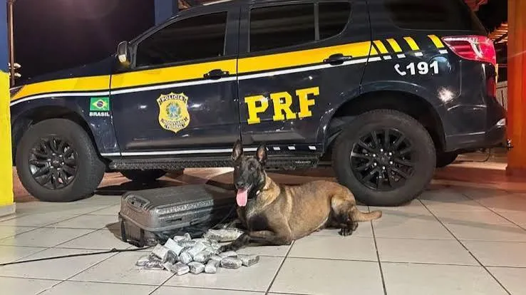 Cães farejadores encontram 4,1 quilos de haxixe em mala com fundo falso na Via Dutra, em Caçapava