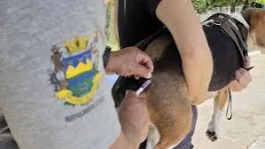 Taubaté realiza vacinação antirrábica de cães e gatos na região do Água Quente
