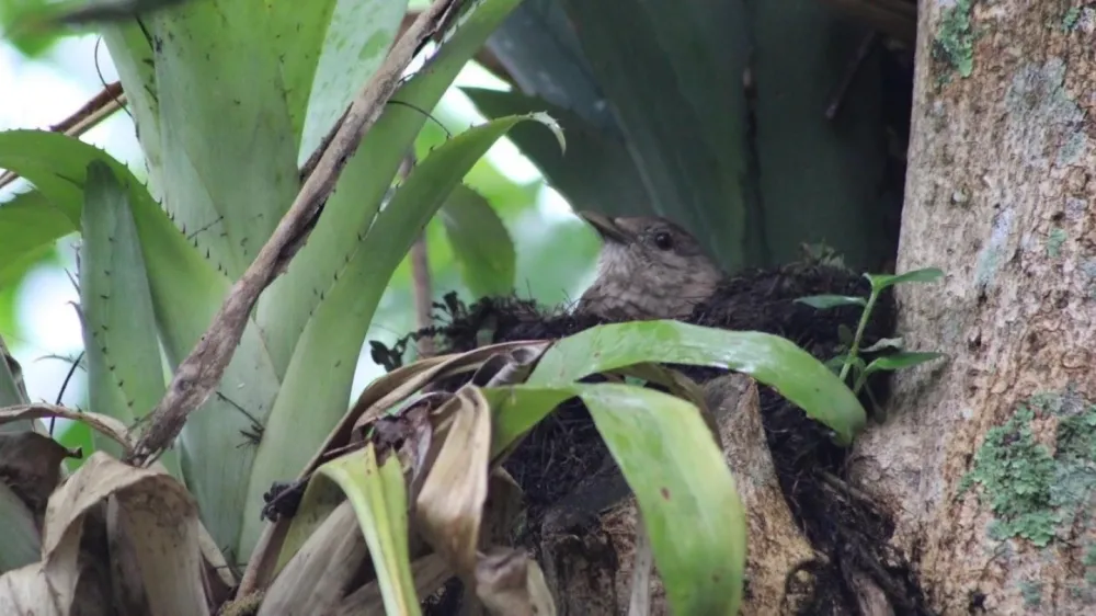 Projeto Avistando identifica 82 espécies de aves durante caminhada no Parque Vale do Itaim, em Taubaté