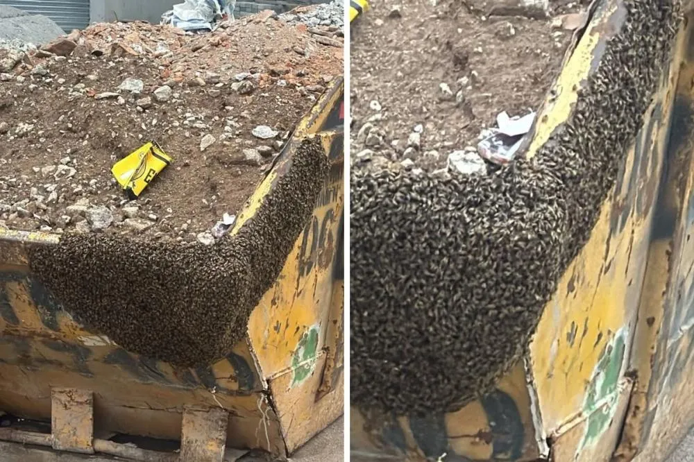 Enxames de abelhas ocupam caçamba e telhado de imóveis no interior paulista e assustam moradores