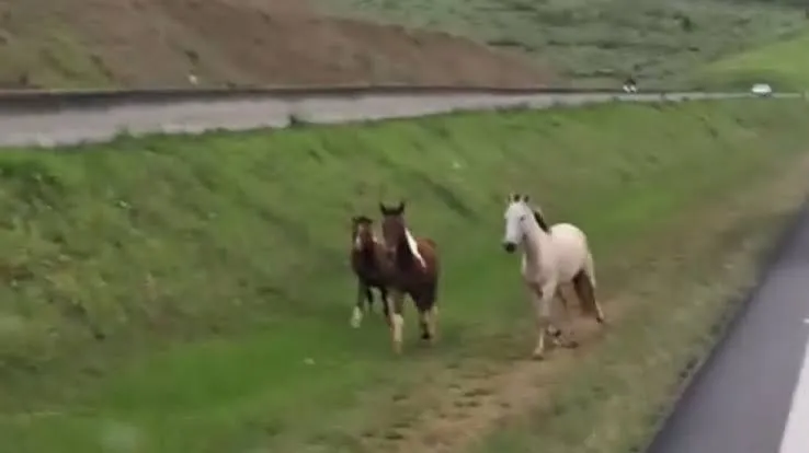 Vídeo mostra cavalos soltos às margens da Rodovia Carvalho Pinto, em São José dos Campos