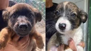 Taubaté realiza feira de adoção de cães e microchipagem gratuita nesta sexta-feira (23)