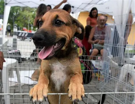 Caçapava terá evento de adoção de animais neste sábado na Praça da Bandeira