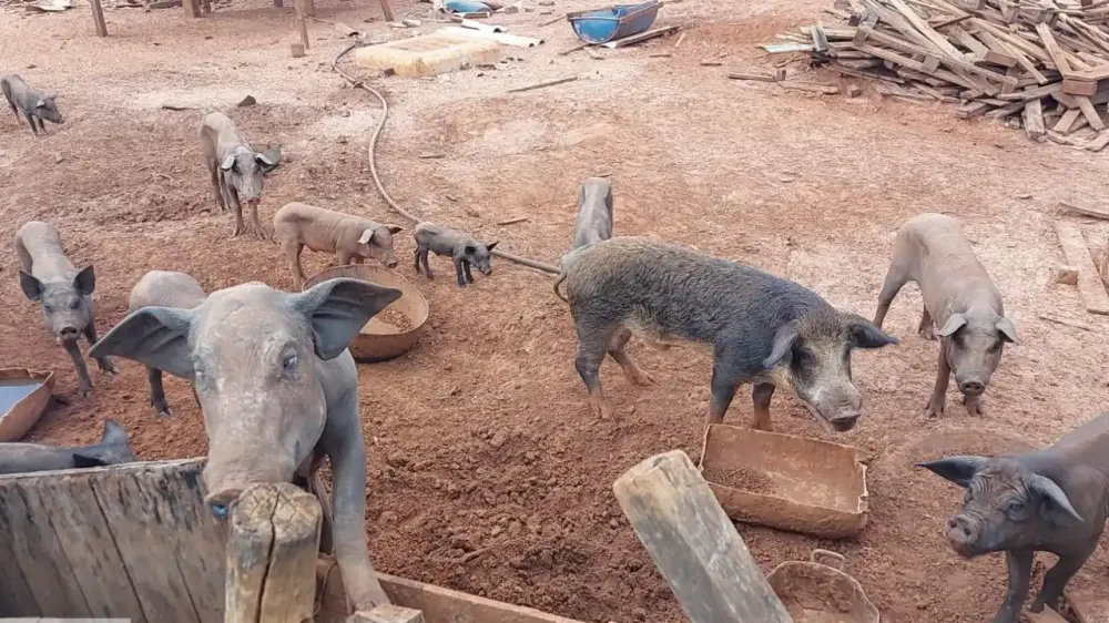 Mais de 100 bois e porcos são encontrados em situação de possível maus-tratos em Igaratá