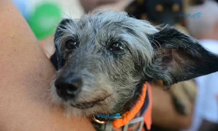 Pindamonhangaba terá Treinão da Antonieta com mil vagas para corrida e cãominhada solidária em dezembro