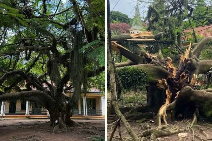 Árvore histórica usada como cenário de fotografias cai durante temporal no Parque Vicentina Aranha, em São José dos Campos