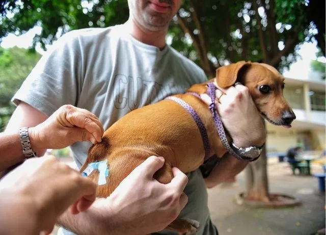 Caçapava realiza vacinação antirrábica gratuita para cães e gatos na terça-feira, 3 de novembro