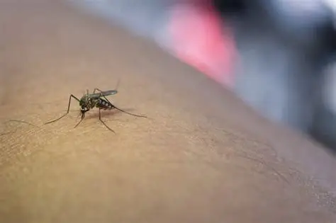 Ubatuba entra em alerta para o mosquito da dengue após índice de infestação ultrapassar nível de risco