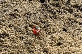 Caranguejos tomam faixa de areia em praia de Caraguatatuba e chamam atenção de banhistas