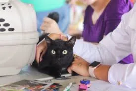 Bananal recebe ação gratuita de castração de cães e gatos pelo programa Castra+ SP