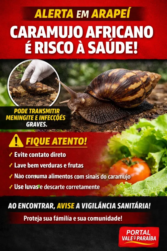 Caramujo africano acende alerta em Arapeí e pode representar risco à saúde da população