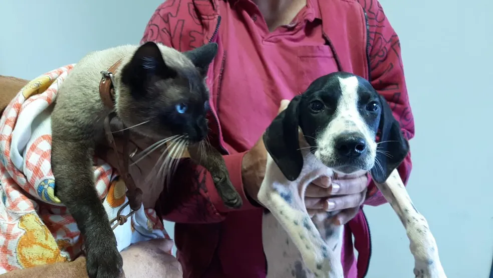 Tremembé cadastra cerca de 900 animais para castração gratuita e avança em programa de saúde animal