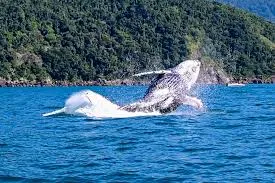 São Sebastião reforça fiscalização e se prepara para temporada de baleias a partir de maio