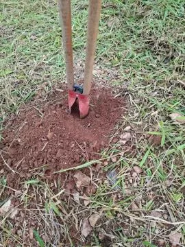 Projeto de reflorestamento avança e já soma 346 mudas plantadas em Jambeiro