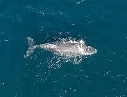 São Sebastião realiza 1ª Baleia Week com foco em educação ambiental e cultura oceânica