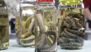 Acidentes com animais peçonhentos ultrapassam 500 casos no Vale do Paraíba e Litoral Norte em 2026