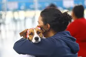 São José dos Campos abre inscrições para castração gratuita de cães e gatos