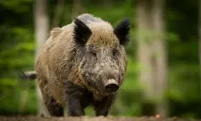 Caçapava alerta sobre presença de javaporcos na Serra do Palmital