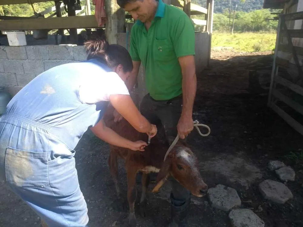 Caraguatatuba vacina 50 animais contra brucelose em ação de saúde agropecuária