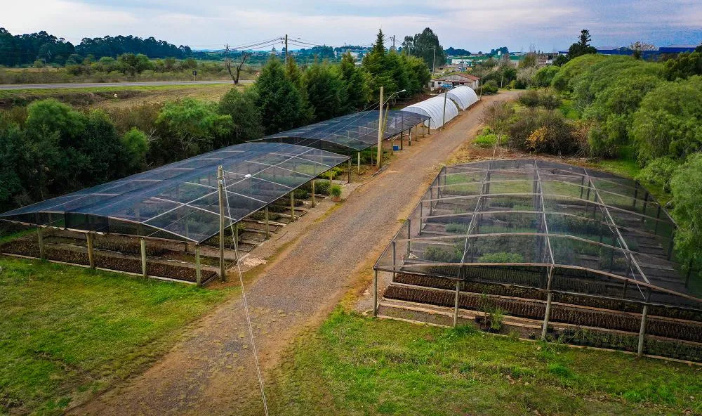 Prefeitura revitaliza Viveiro Municipal com reforma estrutural e novo sistema de irrigação