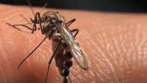Taubaté confirma sexta morte por dengue em 2026; região já registra dez óbitos pela doença