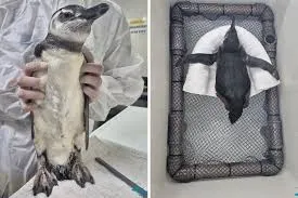 Pinguim-de-Magalhães debilitado é resgatado na Praia Grande, em Ubatuba