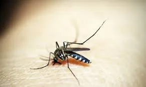 Taubaté e Tremembé registram novas mortes por dengue e Vale do Paraíba chega a 13 óbitos em 2026