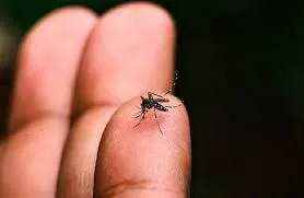 Vale do Paraíba ultrapassa marca de 13 mortes por dengue em 2026 e mantém alerta para combate ao mosquito