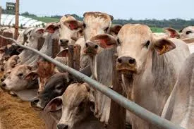 Reaparecimento de praga nos EUA acende alerta para mercado global da carne e da pecuária